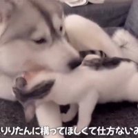 くぅちゃんを離さないりりたん4