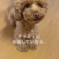 お話を聞くチャミィちゃん