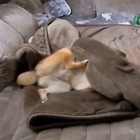 毛布に包まるころ君7