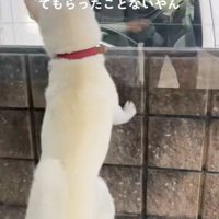 親戚のおじさんを見送るおもちちゃん7