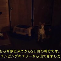 売れ残ったわんこを家族に…