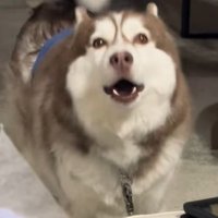 飼い主さんの職場にきたブルちゃん5