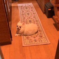 パパさんがお風呂から上がったら…