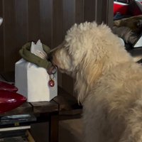 ルークくんをお散歩に誘った時の行動5