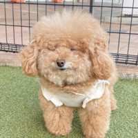 モッコモコの毛を持つ犬