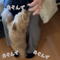 ちゃこたろう君と祖父母の初対面6