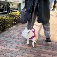 横を振り返る犬