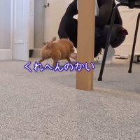 男性の足元へやってきた茶色い犬