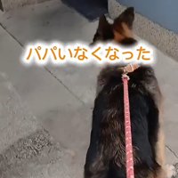 犬の後ろ姿3