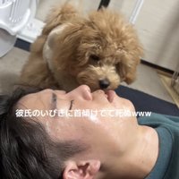 寝ている男性の口を嗅ぐトイプー