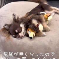 ぬいぐるみと一緒にスヤスヤ