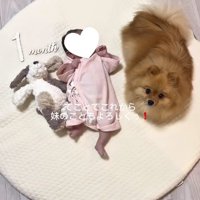 赤ちゃんとハニちゃん