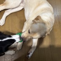 仕方なく