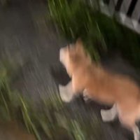 走り疲れてフラフラになっていた