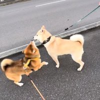 テンションが高いぽんたくん