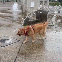 噴水に飛び込んでいくラニーちゃん