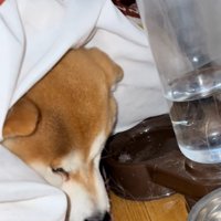 前足を舐めるまめ太くん