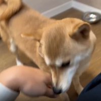 手を追う犬1