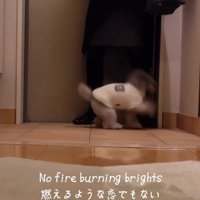 ジャンプする犬