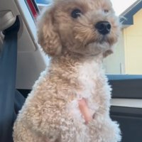 抱っこされる犬