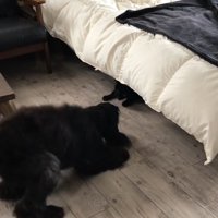 ベッドの下から黒い手が…
