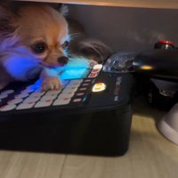 DJをする犬