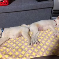 お尻をくっつけて寝る2匹