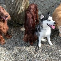 先輩犬たちが支えてくれるよ！