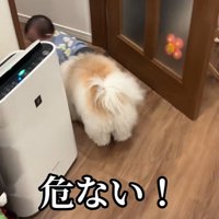 赤ちゃんを守る小太郎くん6