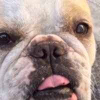 みやびちゃんを馬に加工4