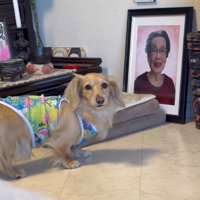 飼い主をふり返って見つめる犬