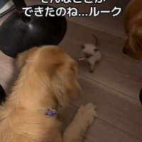 可愛らしいご挨拶♡