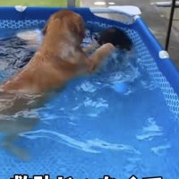 潜っている飼い主さんを前足でバシバシする犬