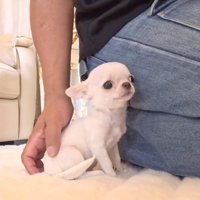 ルミちゃんを撫でる投稿主さん