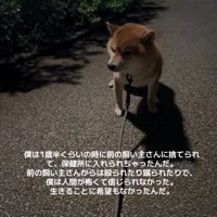 散歩中に立ち止まる柴犬