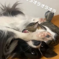 じゃれる中型犬と猫