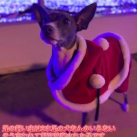 「3本足の犬なんか要らない」