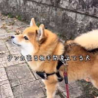 威嚇するあずきちゃん