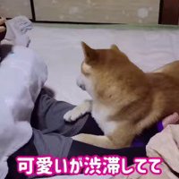 女性の膝の上に乗る犬