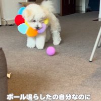 「今のなに！？」