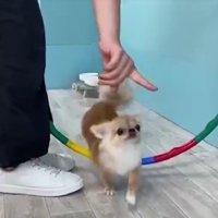 フラフープにチャレンジ