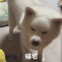 帰宅した飼い主家族を出迎える秋田犬