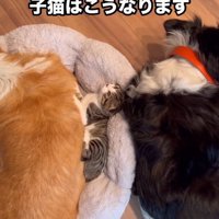 まるで親子が川の字で寝ているよう♪