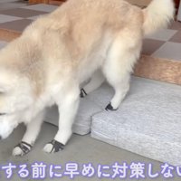 玄関に敷かれたマットの上に足を乗せる老犬