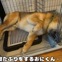 おにぎりくんの散歩拒否7