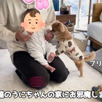 ハナちゃんと赤ちゃんたちの交流