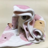 毛布に潜る犬