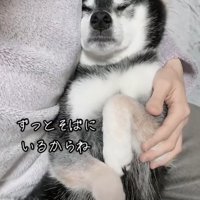 お腹を広げて寝る犬「ずっとそばに〜」