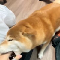 投稿主さんの手を甘噛みするコムギックスさん