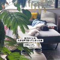 ソファで横になっている男の子に寄り添う犬